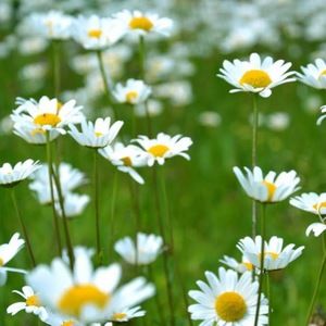 Meet your Posher, Isabelle